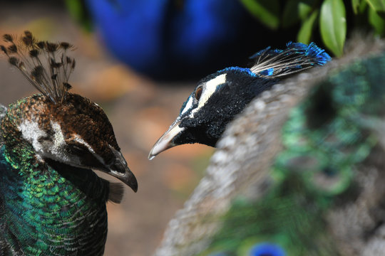 A peacock and peahen looking lovingly at one another