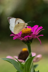 Pieris brassicae, Cabbage White Butterfly on flower