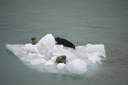 Iceberg with three sea lions