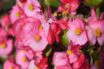 Fototapeta na wymiar Macro of gradated pink begonia flowers with yellow stamens and green leaves.