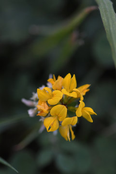 Macro of a cluster of Yellow Birdsfoot Trefoil flowers in the pasture