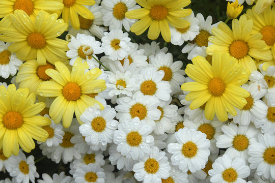 Flat lay close up photo of a cluster of bright yellow and white daisies with droplets of water
