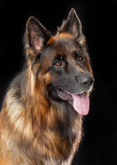 German Shepherd Dog  Isolated  on Black Background in studio