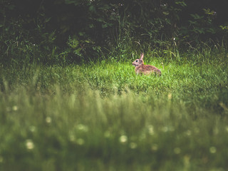 Wildkaninchen (Oryctolagus cuniculus)