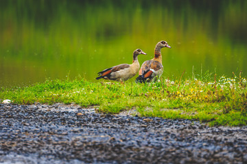 Nilgänse (Alopochen aegyptiaca)