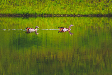 Nilgänse (Alopochen aegyptiaca)