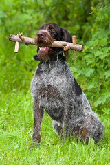 dog training with a wooden dummy on a green background