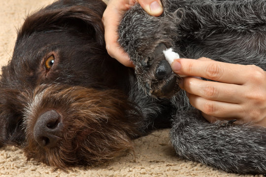 application of therapeutic ointment on the dog's paw