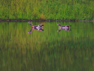 Nilgänse (Alopochen aegyptiaca)