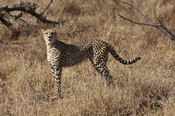 Gepard im Kruger-Nationalpark in Südafrika © mhering