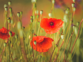 Naklejka premium Klatschmohn
