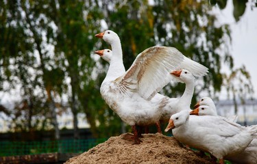 Group of geese in a farm on a heap of sawdust. Village