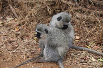 Affen im Kruger-Nationalpark in Südafrika