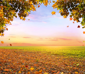 Beau paysage d& 39 automne avec arbres et soleil. Feuillage coloré dans le parc. La chute des feuilles de fond naturel