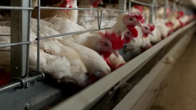 Poultry farm for breeding chickens, chicken eggs go through the transporter, chickens and eggs, farm