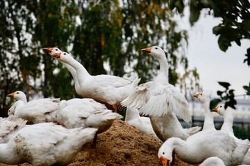 Group of geese in a farm on a heap of sawdust. Village