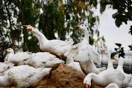 Group of geese in a farm on a heap of sawdust. Village