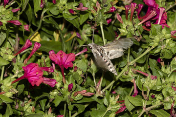 sfinge del convolvolo