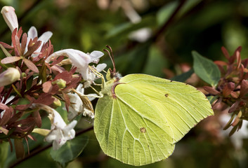 gonepteryx rhamni