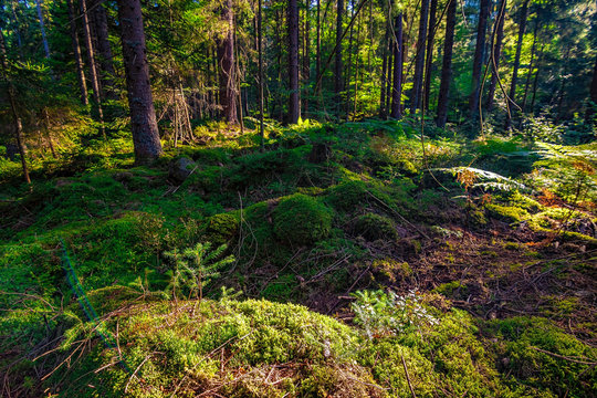 Fototapeta In the green Black Forest / Schwarzwald in Germany on a sunny day