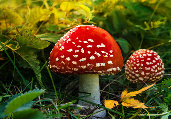 Amanita in thick grass and yellow leaf