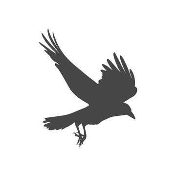 Silhouette of a flying crow isolated on white