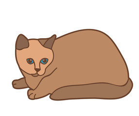 brown cat on a white background
