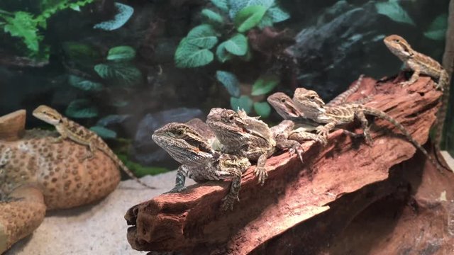 Bartagamen im Terrarium