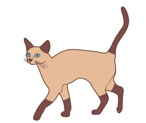  isolated brown cat