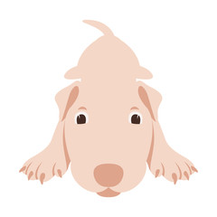 puppy  dog face    vector illustration flat style front 