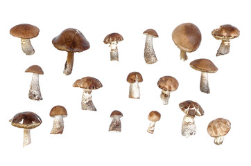 Brown cap boletus leccinum scabrum collection isolated on white background.