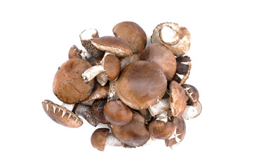 Heap of brown cap boletus lessinum scabrum isolated on white background.