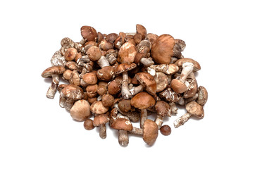 Heap of brown cap boletus lessinum scabrum isolated on white background.