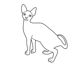vector, isolated cat, pet, sketch