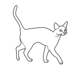 vector, isolated cat, pet, sketch
