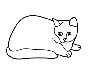 cat sketch on white background