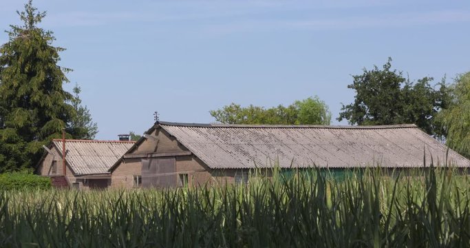 Dutch countryside, corn field in summer breeze, wooden barns with asbestos roof. In Holland it will be prohibited by law to have any roofs with traces of asbestos in them by 2024.