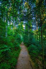 Some vertically photographed trees in the Black Forest / Schwarzwald, Germany.