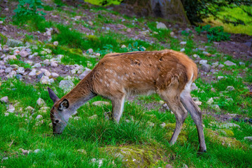 A young  fawn of the roe deer
