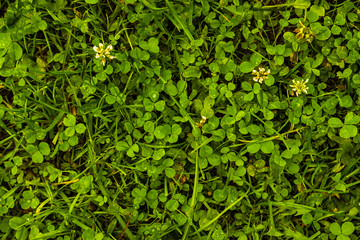 Clover pattern after rain texture
