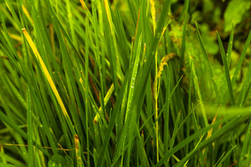 Grass after rain