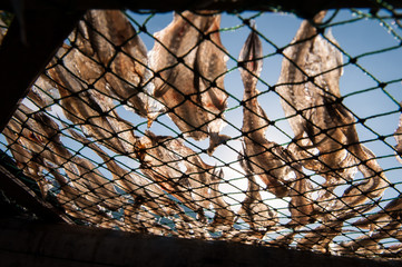 Drying fishes at Fujian, China