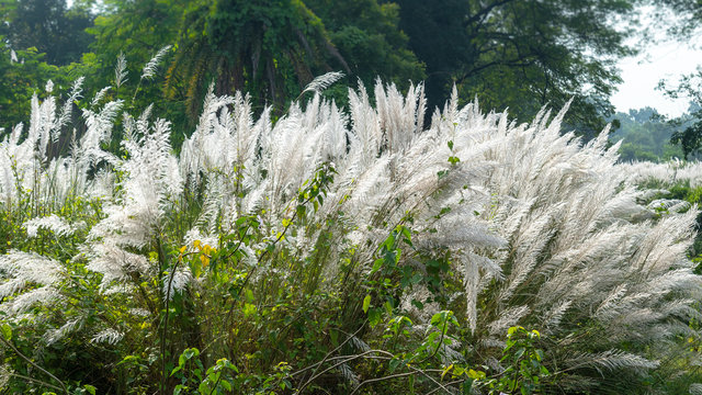 Kans grass/ Kash phool with selective Focus used.