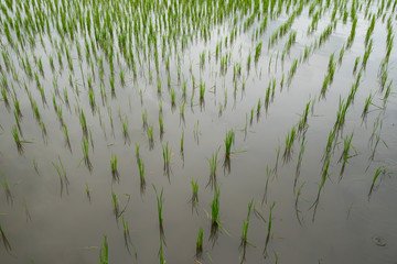 Growing rice field