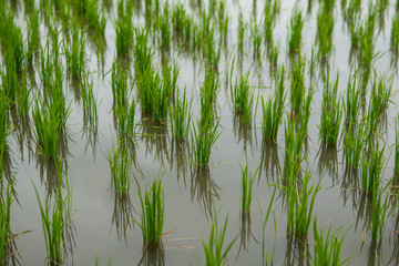Obraz premium Growing rice field