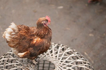 Hen on hencoop