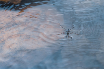 Water strider on water surface