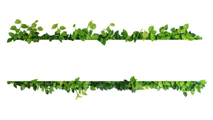 Green leaves nature frame border of devil's ivy or golden pothos the tropical foliage plant on white background. - obrazy, fototapety, plakaty