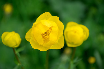 yellow flower