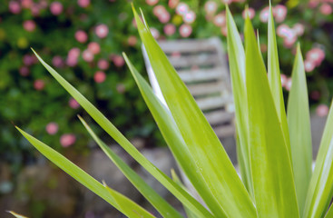 Green Yucca